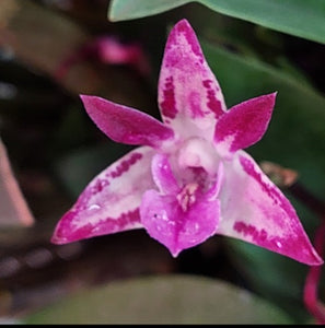 Close-up of a pink orchid with a blurred background