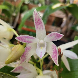 Close-up of a white orchid with pink spots on green leaves.