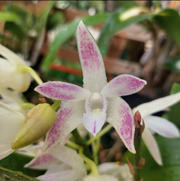 Close-up of a white orchid with pink spots on green leaves.
