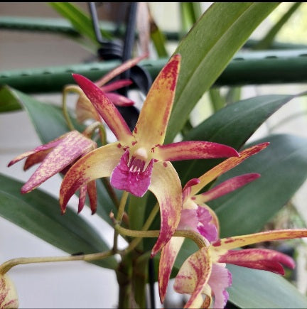 Close-up of a pink orchid with green leaves in the background