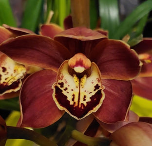 Close-up of a maroon orchid with a yellow center.
