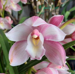 Close-up of a pink orchid with a blurred background
