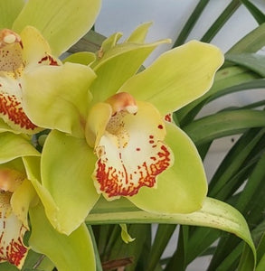 Close-up of a bright green orchid with red spots on a blurred green background