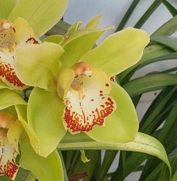 Close-up of a bright green orchid with red spots on a blurred green background