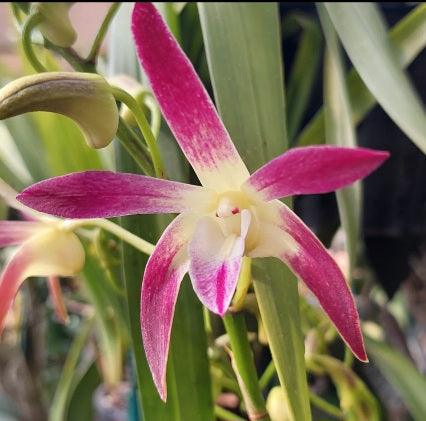 Selected Orchid Seedling Pack #85