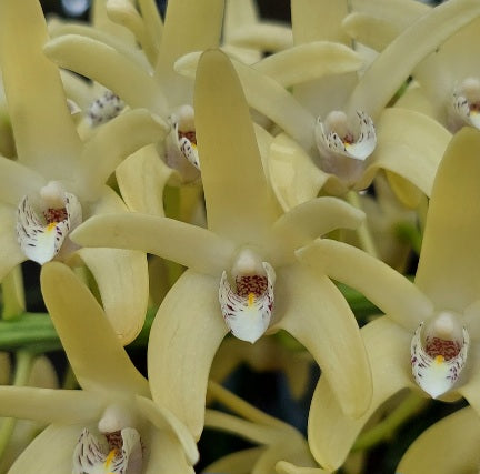 Selected Orchid Seedling Pack #85