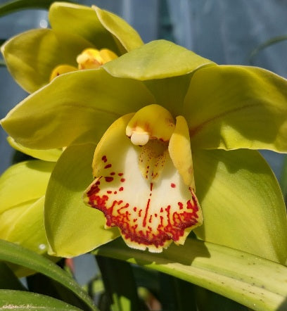 Selected Orchid Seedling Pack #85