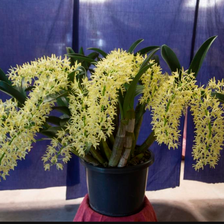 Dendrobium Speciosum