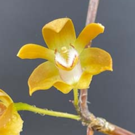 Dendrobium Orchid