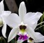 Laelia Orchid