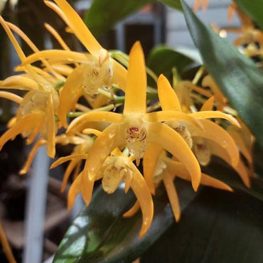 Dendrobium Australian Goldrush