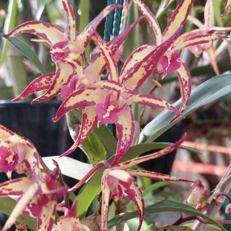 Dendrobium Brimbank Cosmic Sparkler