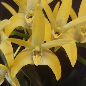 Dendrobium Cosmic Gold