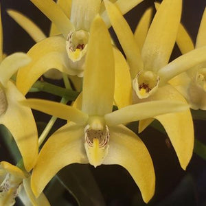 Dendrobium Brimbank Cosmic Gold