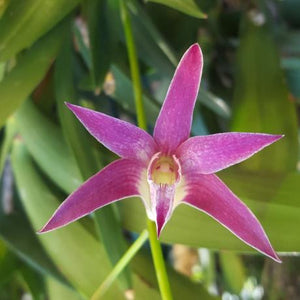 Dendrobium Annes Rainbow Surprise