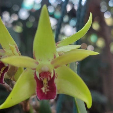 Dendrobium Vivid River Orchid