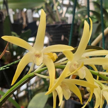 Dendrobium Speciosum Intervarietal