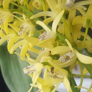 Dendrobium Speciosum Intervarietal