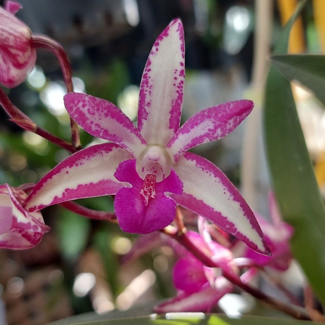 Dendrobium Burgundy Bride Orchid