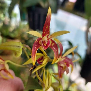 Dendrobium Brimbank Cosmic Uluru