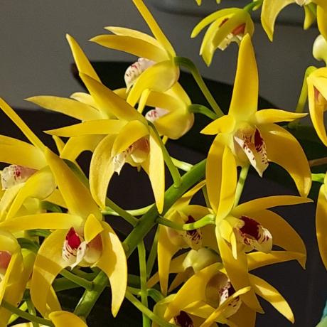 Dendrobium Brimbank Cosmic Uluru