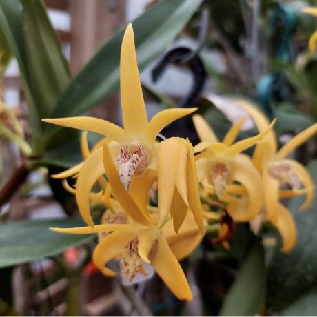 Dendrobium Avrils Gold orchid