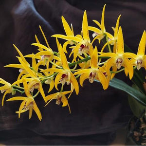 Dendrobium Avrils Gold orchid