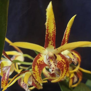 Dendrobium Avrils Gold orchid