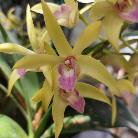 Dendrobium Midas Touch
