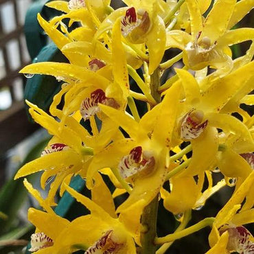 Dendrobium Midas Touch