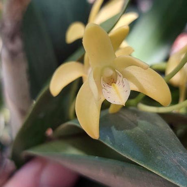 Dendrobium Gracillium