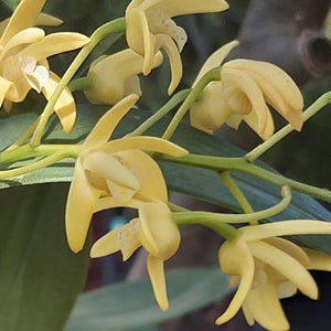 Dendrobium Gracillium