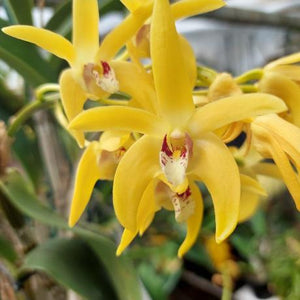 Dendrobium Brimbank Cosmic Jayden