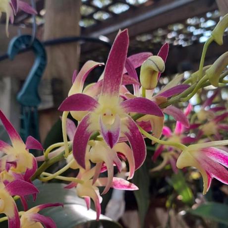 Dendrobium Brimbank Cosmic Jayden