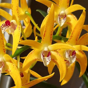 Dendrobium Avrils Gold 