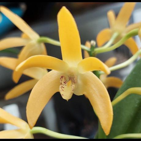 Dendrobium Brimbank Gold Orchid