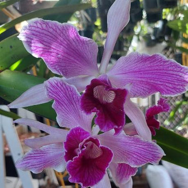 Laelia Purpurata