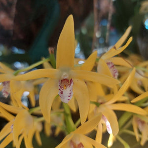 Dendrobium Cosmic Dream Orchid