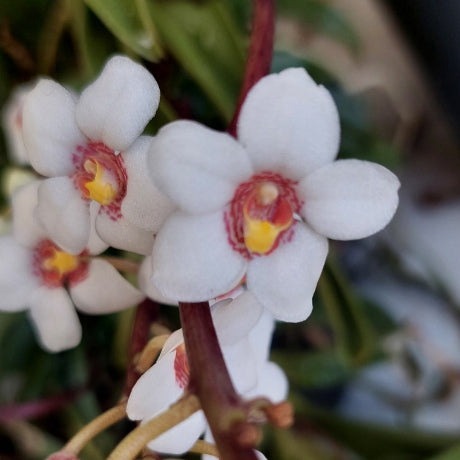 Sarcochilus Orchid