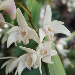 Dendrobium Delicatum Orchid