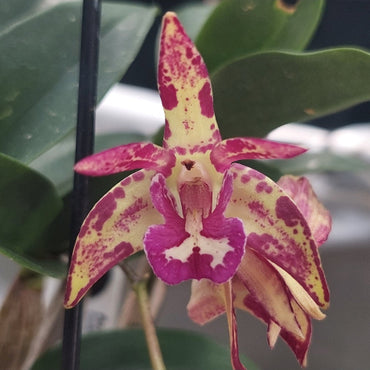 Dendrobium Brindabella Beauty Orchid