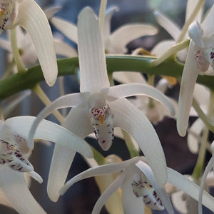 Dendrobium Speciosum Orchid