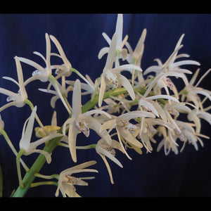 Dendrobium Speciosum Orchid