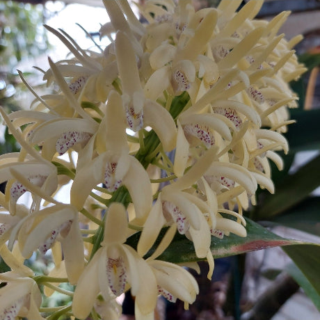 Dendrobium Speciosum