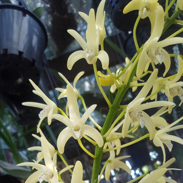Dendrobium Speciosum