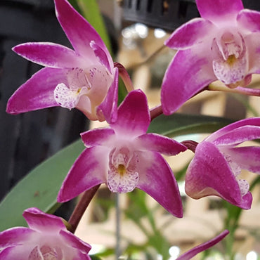 Dendrobium Delicatum