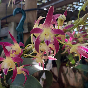 Dendrobium Jayden Sheen Orchid