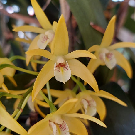 Dendrobium Timothy's Star Orchid Division
