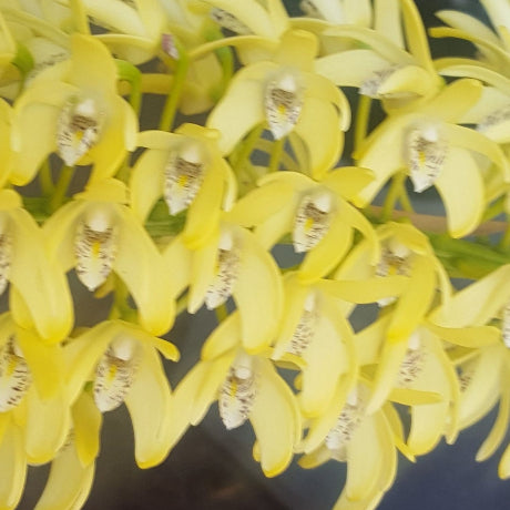 Dendrobium Speciosum Orchid