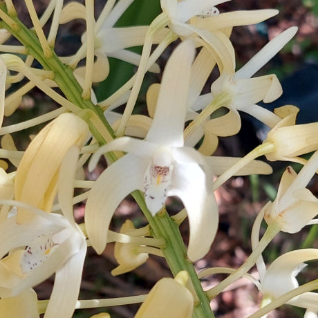 Dendrobium Speciosum Orchid Seedling